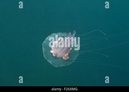 Luminescent Jellyfish - Mauve Stinger (Pelagia nocticula - Pelagia noctiluca) swimming Mediterranean Sea - France