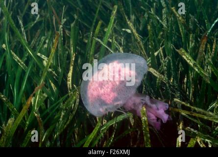 Luminescent Jellyfish - Mauve Stinger (Pelagia nocticula - Pelagia noctiluca) swimming Mediterranean Sea - France Stock Photo