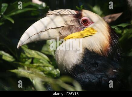 Male Southeast Asian Wreathed hornbill or  Bar Pouched wreathed hornbil (Rhyticeros undulatus, Aceros undulatus) - captive bird Stock Photo