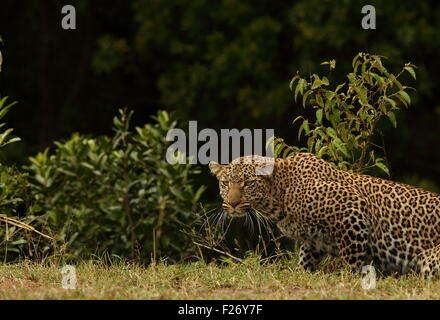 A leopard stalking for prey in Masai Mara Stock Photo