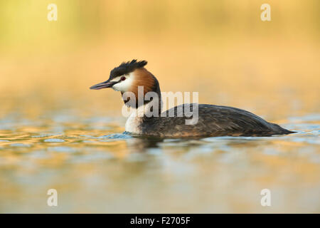 Great Crested Grebe /  Haubentaucher ( Podiceps cristatus ) in last light of the day, beautiful natural surrounding. Stock Photo