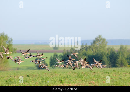 Greater white-fronted gooses flock resting at migration Stock Photo