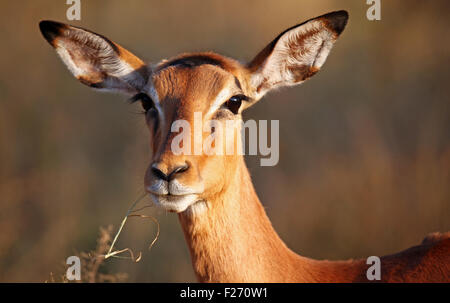 Impala in South Africa, Aepyceros melampus Stock Photo