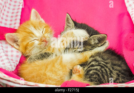 Cute red and gray kittens sleeping together Stock Photo