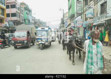 Farmer with water buffaloes in the traffic, Kathmandu, Nepal Stock Photo