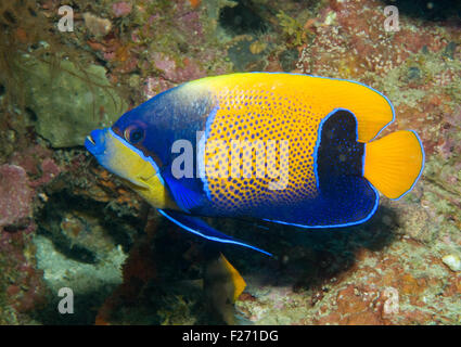 Blue-girdled Angelfish (Pomacanthus navarchus) Stock Photo