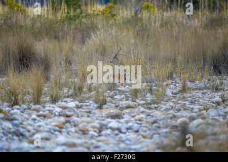 Bijrani Tigress family cub on a river bed at Jim Corbett National Park, India [Panthera Tigris] Stock Photo
