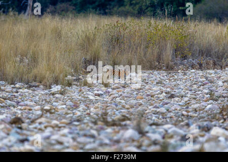 Bijrani Tigress family cub on a river bed at Jim Corbett National Park, India [Panthera Tigris] Stock Photo