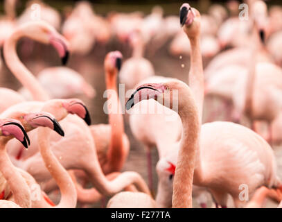 A flock of Chilean Flamingos feeding, Netherlands, Europe Stock Photo