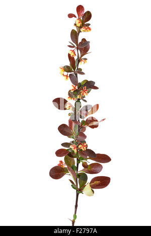 Blooming berberis vulgaris branch isolated on white background Stock Photo