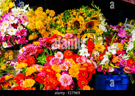 Chrysanthemums and Sunflowers on sale at the Saturday Farmers Market in Madison Wisconsin Stock Photo