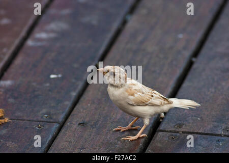 white tree sparrow on ground,albino Stock Photo