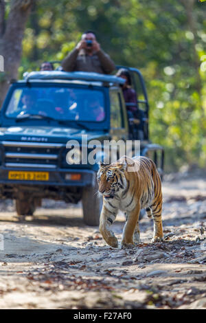 Tourist following the wild Bengal Tigress at Jim Corbett National Park, India. ( Panthera Tigris ) Stock Photo