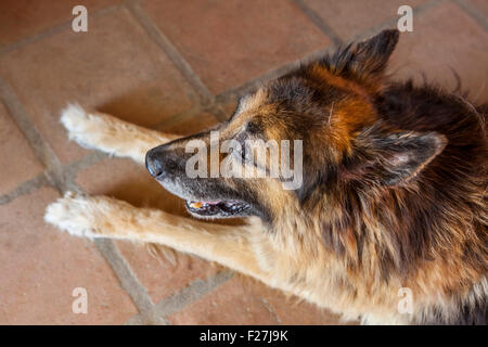 Old german shepherd dog lying down on ceramic tiles. High view Stock Photo