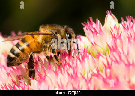 Worker of the European honey bee, Apis mellifera, feeding on nectar and pollinating Sedum spectabile flowers Stock Photo