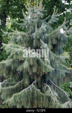 Dangling branches of the evergreen Brewer's weeping spruce, Picea breweriana. Stock Photo