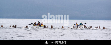 Steller sea lions and kayakers, Frederick Sound, Alaska. Stock Photo
