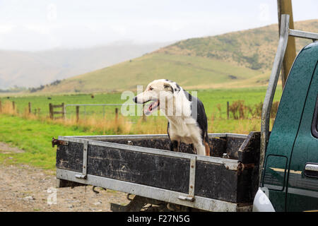 A crossbreed shepherd sheepdog at the back of a pickup truck in the rain Stock Photo