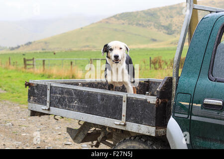 A crossbreed shepherd sheepdog at the back of a pickup truck in the rain Stock Photo
