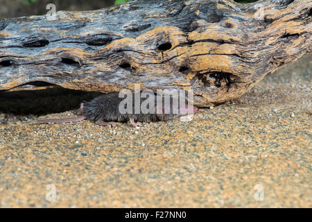 Desert Shrew or Cockrum's Grey Shrew Notiosorex crawfordi or N. cockrumi Ruby Road, Santa Cruz County, Arizona, United States 8 Stock Photo