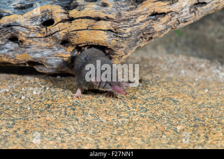 Desert Shrew or Cockrum's Grey Shrew Notiosorex crawfordi or N. cockrumi Ruby Road, Santa Cruz County, Arizona, United States 8 Stock Photo