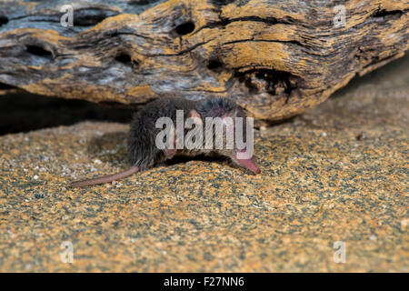 Desert Shrew or Cockrum's Grey Shrew Notiosorex crawfordi or N. cockrumi Ruby Road, Santa Cruz County, Arizona, United States 8 Stock Photo