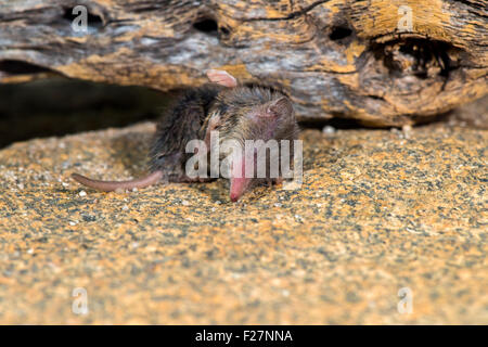 Desert Shrew or Cockrum's Grey Shrew Notiosorex crawfordi or N. cockrumi Ruby Road, Santa Cruz County, Arizona, United States 8 Stock Photo