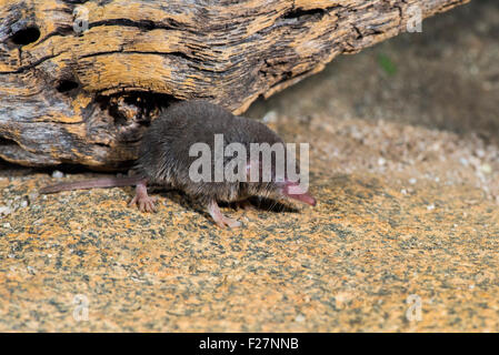 Desert Shrew or Cockrum's Grey Shrew Notiosorex crawfordi or N. cockrumi Ruby Road, Santa Cruz County, Arizona, United States 8 Stock Photo