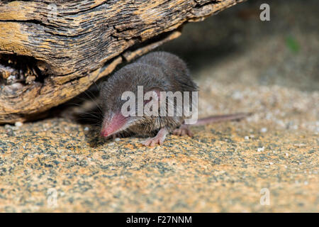 Desert Shrew or Cockrum's Grey Shrew Notiosorex crawfordi or N. cockrumi Ruby Road, Santa Cruz County, Arizona, United States 8 Stock Photo