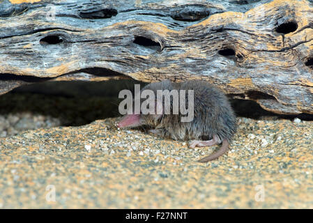 Desert Shrew or Cockrum's Grey Shrew Notiosorex crawfordi or N. cockrumi Ruby Road, Santa Cruz County, Arizona, United States 8 Stock Photo