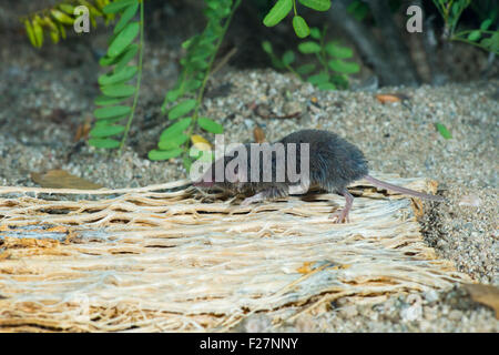 Desert Shrew or Cockrum's Grey Shrew Notiosorex crawfordi or N. cockrumi Ruby Road, Santa Cruz County, Arizona, United States 8 Stock Photo