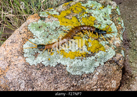 Giant Desert Centipede  Scolopendra heros Ruby Road, Santa Cruz County, Arizona, United States 11 September 2015        Adult Stock Photo