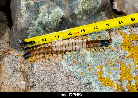 Giant Desert Centipede  Scolopendra heros Ruby Road, Santa Cruz County, Arizona, United States 8 September 2015        Adult Stock Photo