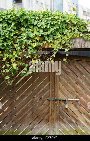 plants on wooden door in classic style Stock Photo