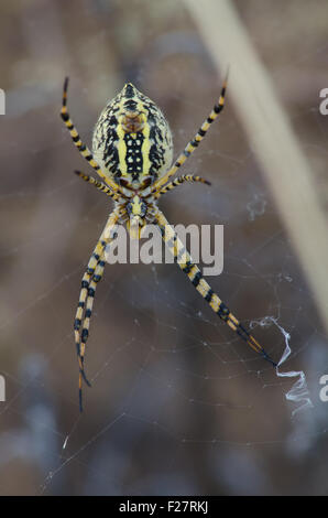 Banded Garden Spider, (Argiope trifasciata), underside of adult female.  Volcanoes Day Use Area, Petroglyph National Monument. Stock Photo