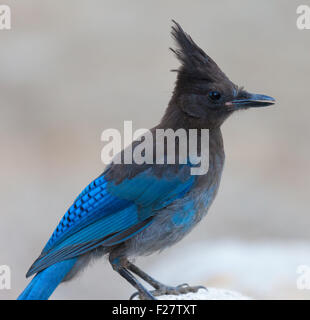 Juvenile Steller's Jay (Cyanocitta stelleri) perched on a rock Stock Photo