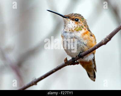 Female Rufous Hummingbird resting on Branch Stock Photo