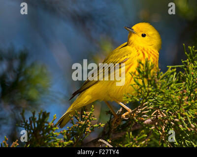 Yellow Warbler in a tree Stock Photo