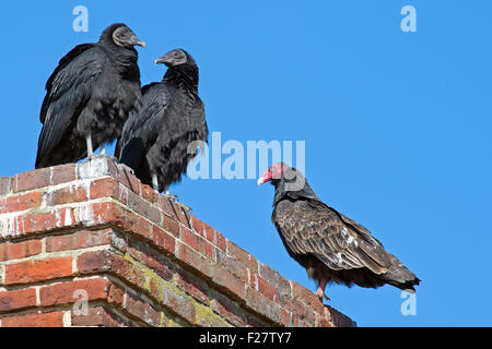 Black and Turkey Vultures on a Chimney Stock Photo