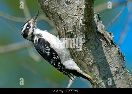 Downy Woodpecker Scaling a Tree Stock Photo