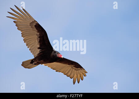 Turkey Vulture in Flight Stock Photo