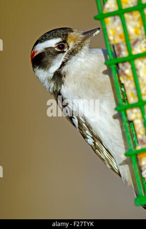 Male Downy Woodpecker on Suet Feeder Stock Photo