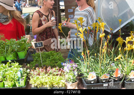 Plant stall outside at Sydney primary school hosts the local community fete fair to raise funds for the school, Avalon,Sydney, Australia Stock Photo