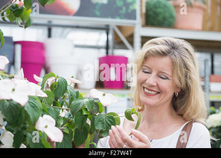 Mature woman looking at flowers in garden centre, Augsburg, Bavaria, Germany Stock Photo