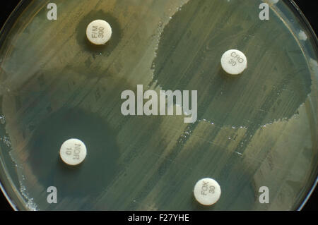 petri dish with antibiotic sensitivity discs showing inhibition zones for bacterial colonies Stock Photo