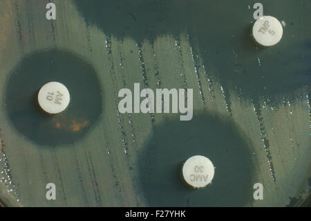 petri dish with antibiotic sensitivity discs showing inhibition zones for bacterial colonies Stock Photo