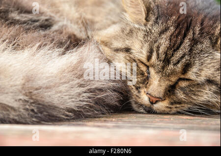 Tabby cat sleeping on an outdoor table at Walasi-Yi on the Appalachian Trail. (USA) Stock Photo