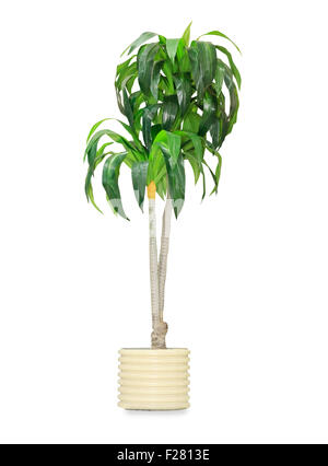 Big dracaena palm in a pot isolated over white Stock Photo