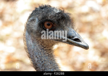 The emu bird Stock Photo