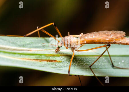 Insect. Marco close up of a Crane fly sitting on leaf. Order Diptera, 'Tipula Maxima' Long brown body with very long legs. Stock Photo